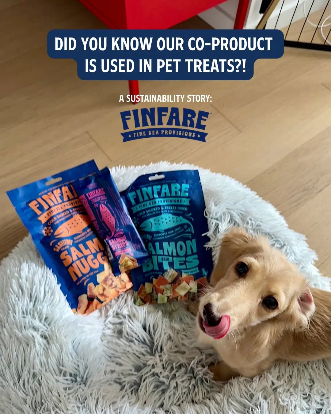 This Earth Day, we&rsquo;re celebrating a sustainability story that started with a simple question: what if our fish trimmings could become someone&rsquo;s favorite treat? 🐟🐾
&nbsp;
Meet Finfare Pet Foods: a brand committed to making the most of un