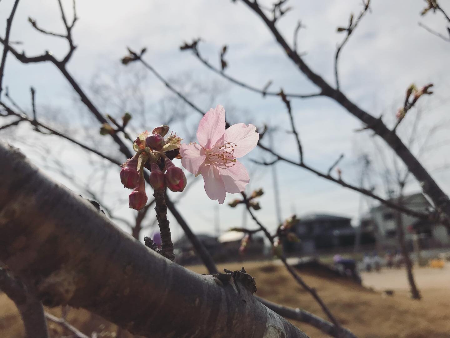 あたたかくなりましたね。
九州では春一番が吹いたとか。

園庭の河津桜にも、ぽつり、ぽつりとピンクの花が。
子どもたちも、今日は邪魔な上着を脱ぎ捨てて、泥水遊びにいそしみました。

可愛いブロッコリーも収穫したよ！