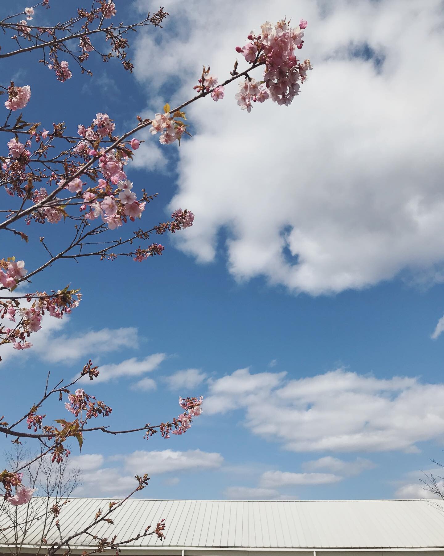 寒くなったり暑くなったり、なんだか忙しい天気の毎日ですが、園庭の河津桜はもうすぐ満開です。

早く来い来い、春よ来い。
来週はいよいよ、年長さんたちの卒園式です。