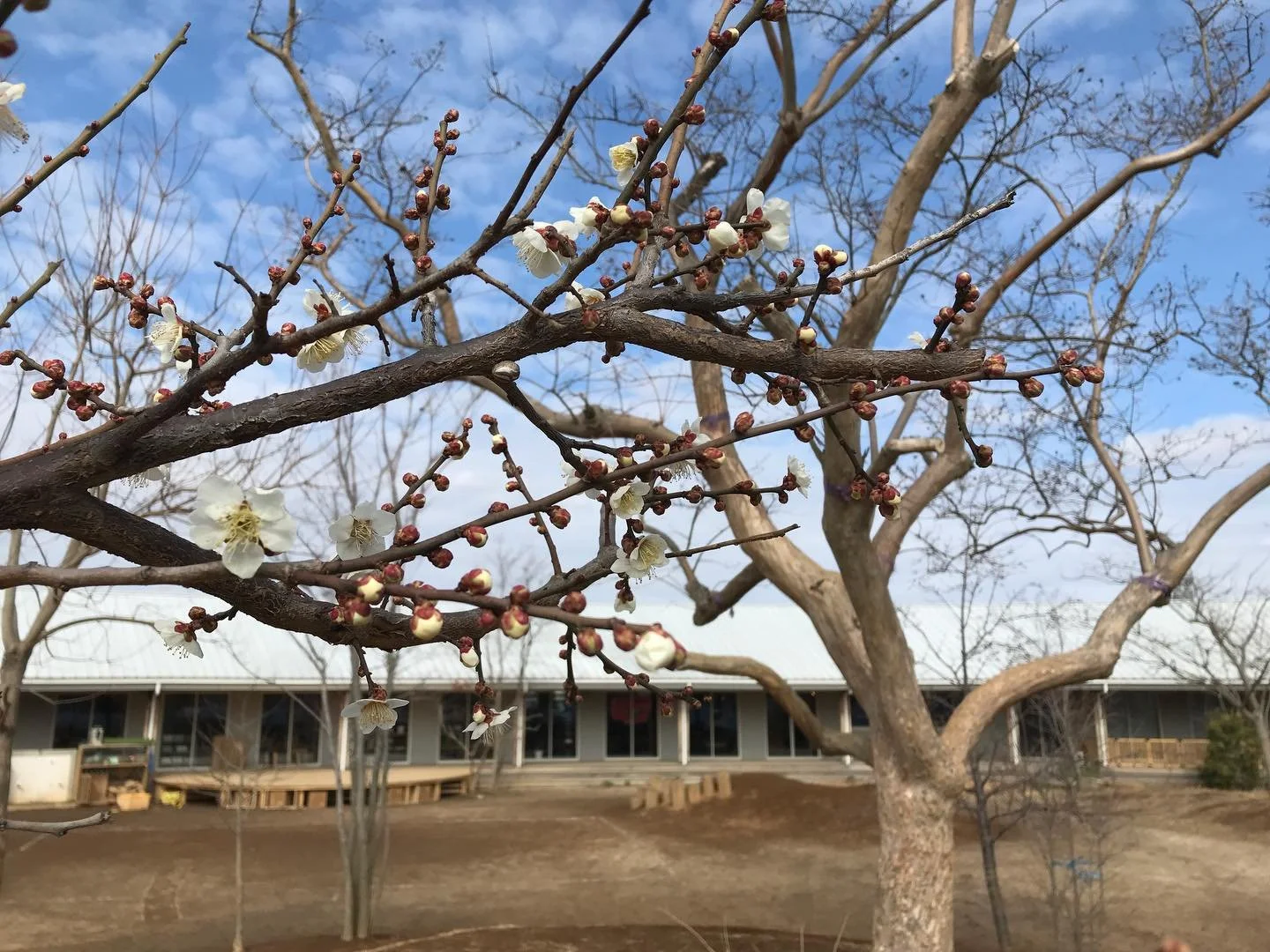 園庭の梅と河津桜が咲きはじめました🌸
春は、もうすぐ。