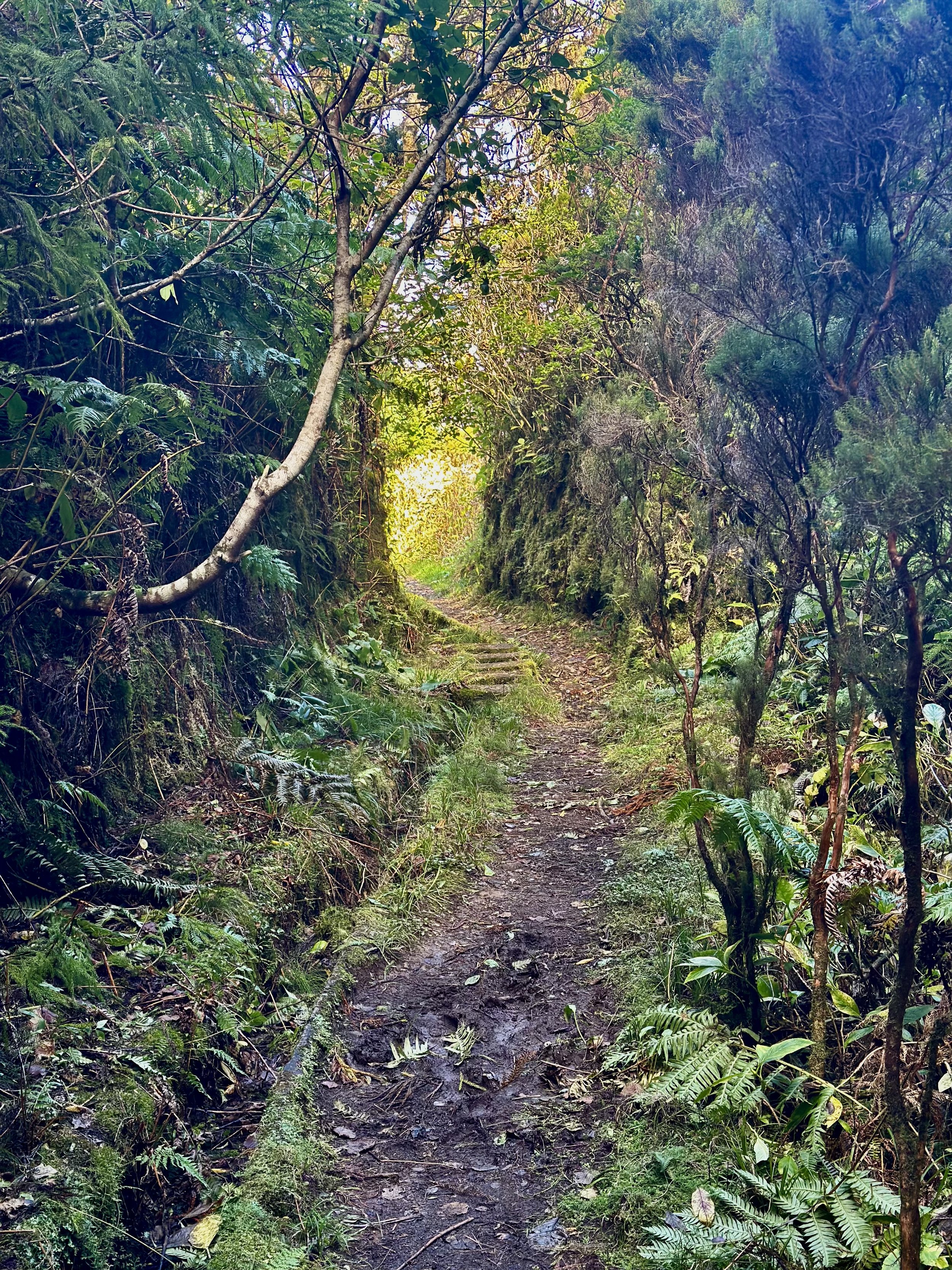 A narrow dirt trail through a dense green forest with lush vegetation and trees on either side, leading toward a brighter area in the distance.