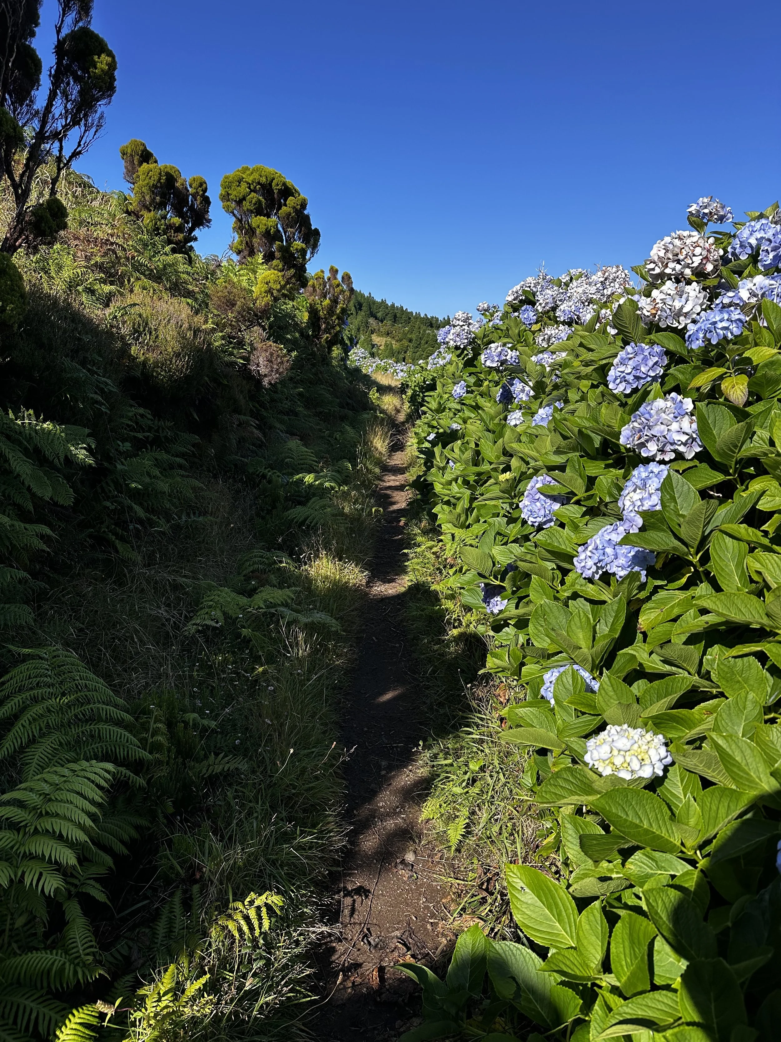 A narrow dirt trail running through a green landscape with tall trees on the left and vibrant hydrangea flowers on the right, under a clear blue sky.
