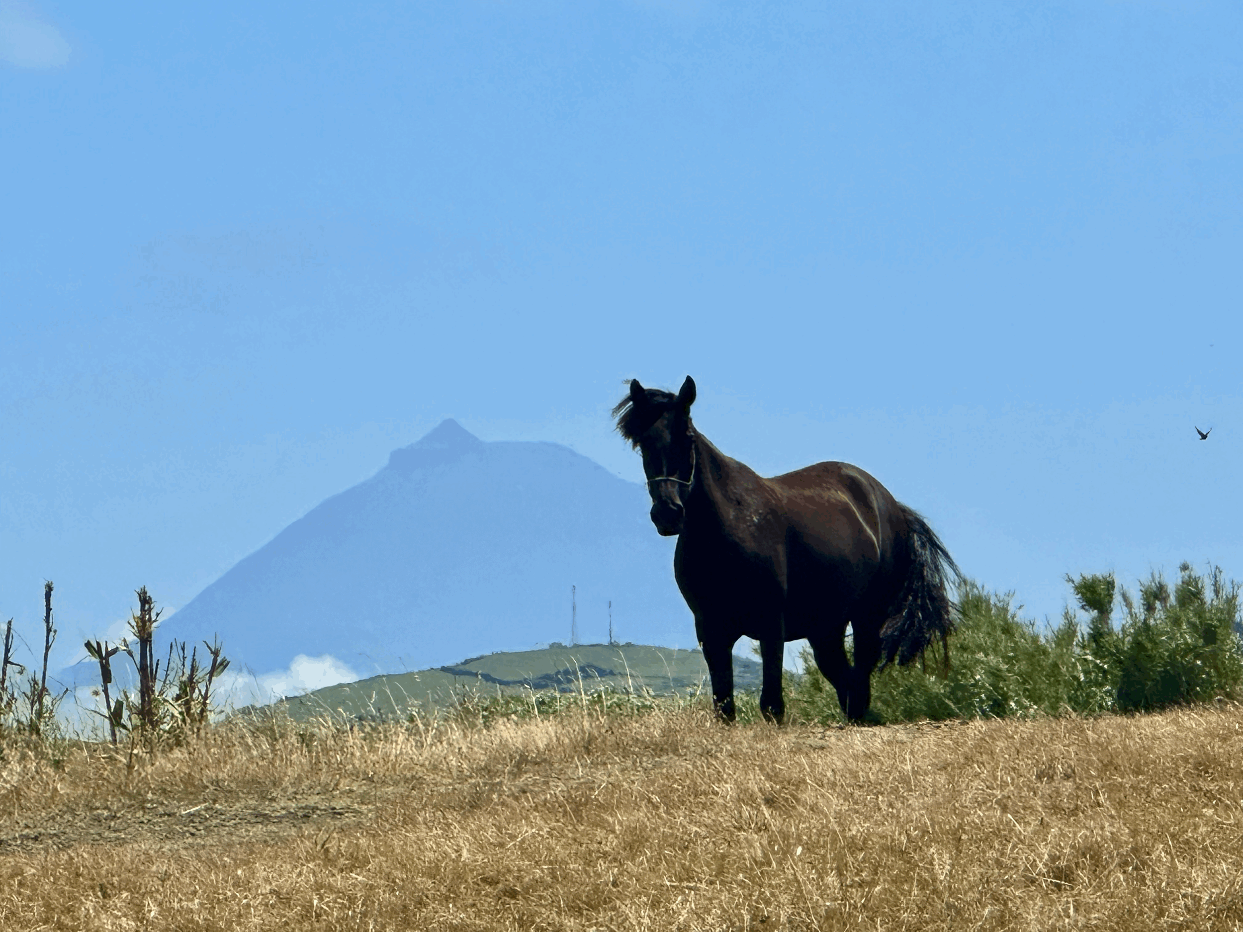 Exciting Times - The year of the Fire Horse