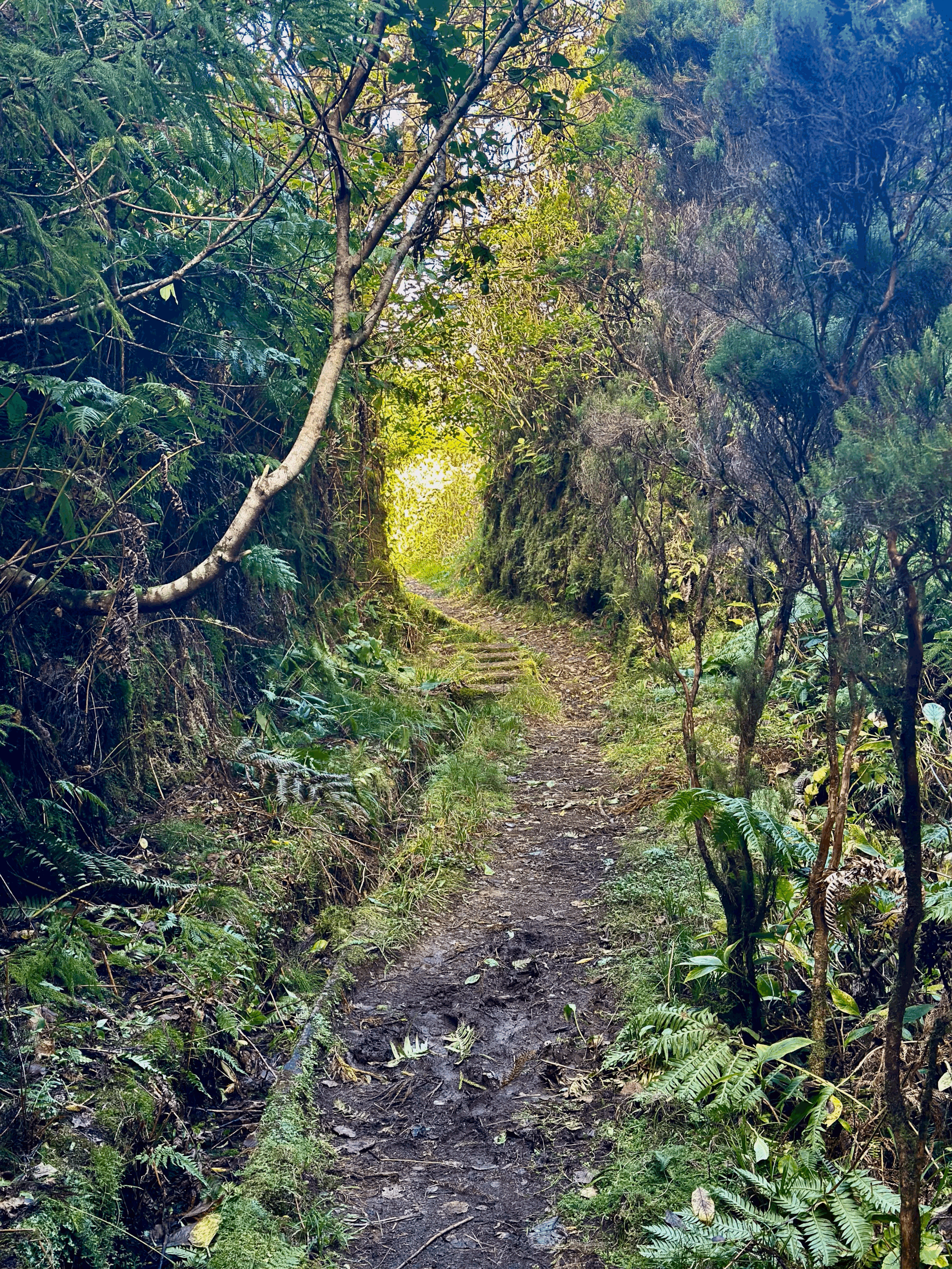 A reflection on 2025- and an invitation into 2026