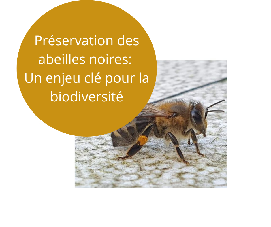 Notre engagement pour l'Abeille Noire du Loiret