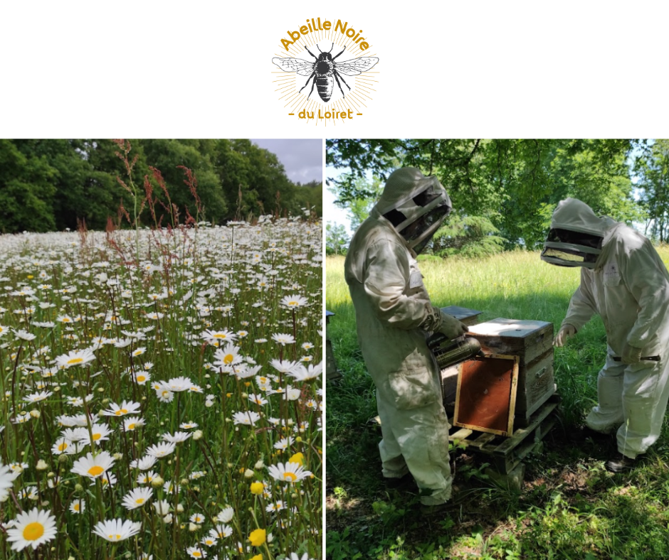 L’abeille noire disparaît… et nous pouvons l’empêcher !