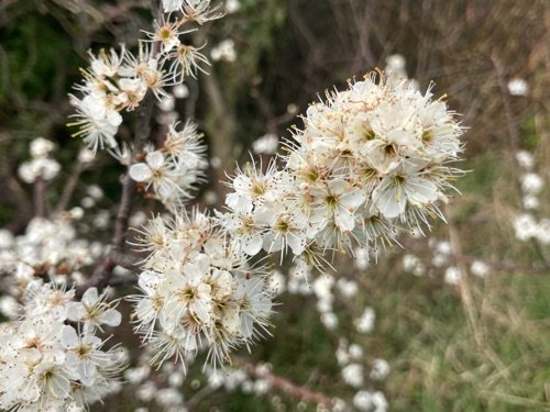 Blackthorn