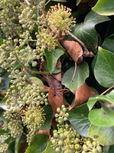 Ivy