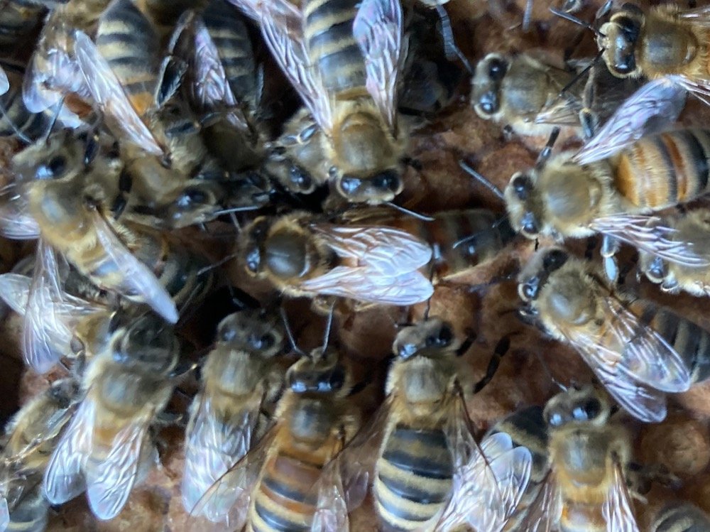 A queen bee holding court