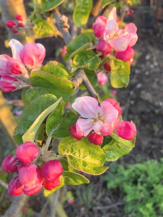 Apple blossom