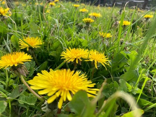 Dandelions