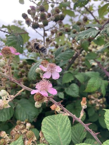 Blackberry - bramble