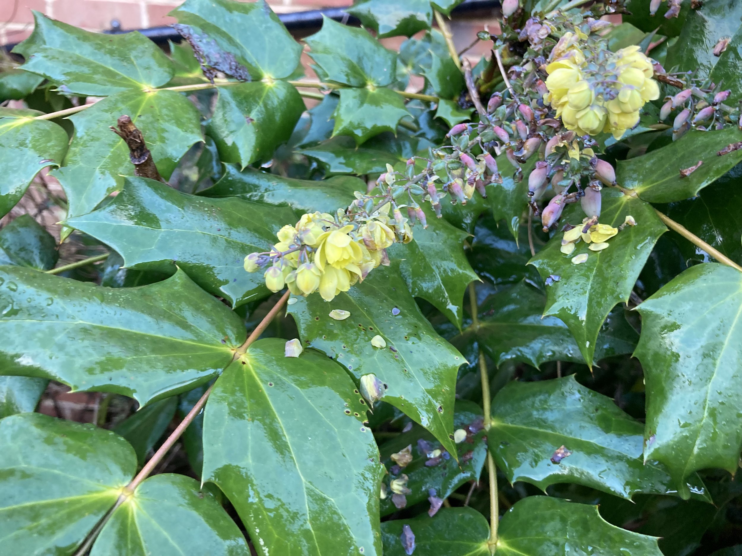 Mahonia