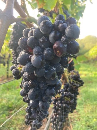 Grape vines self pollinate and do not produce nectar or pollen to attract bees.