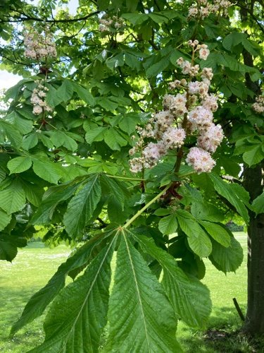 Chestnut