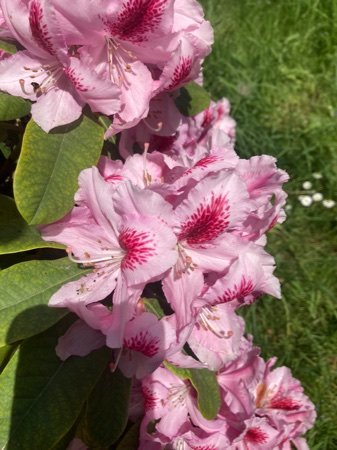 Rhododendron nectar is toxic to honey bees and humans (honey) but not Bumble bees.