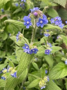 Alkanet