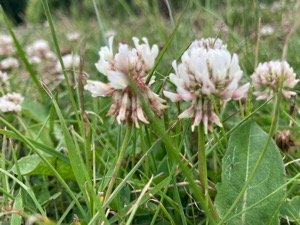 White Clover