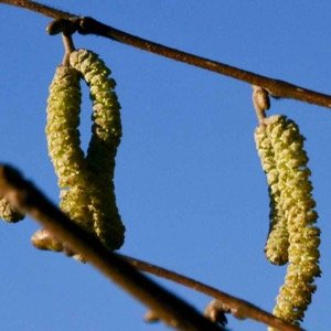 Hazel Catkins - pollen only
