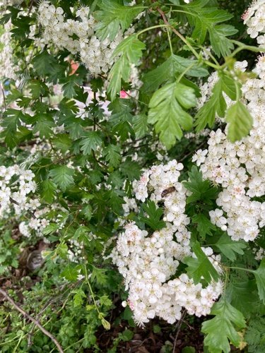 Hawthorn