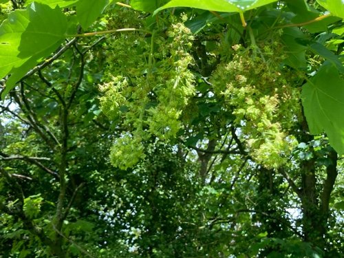 Sycamore
