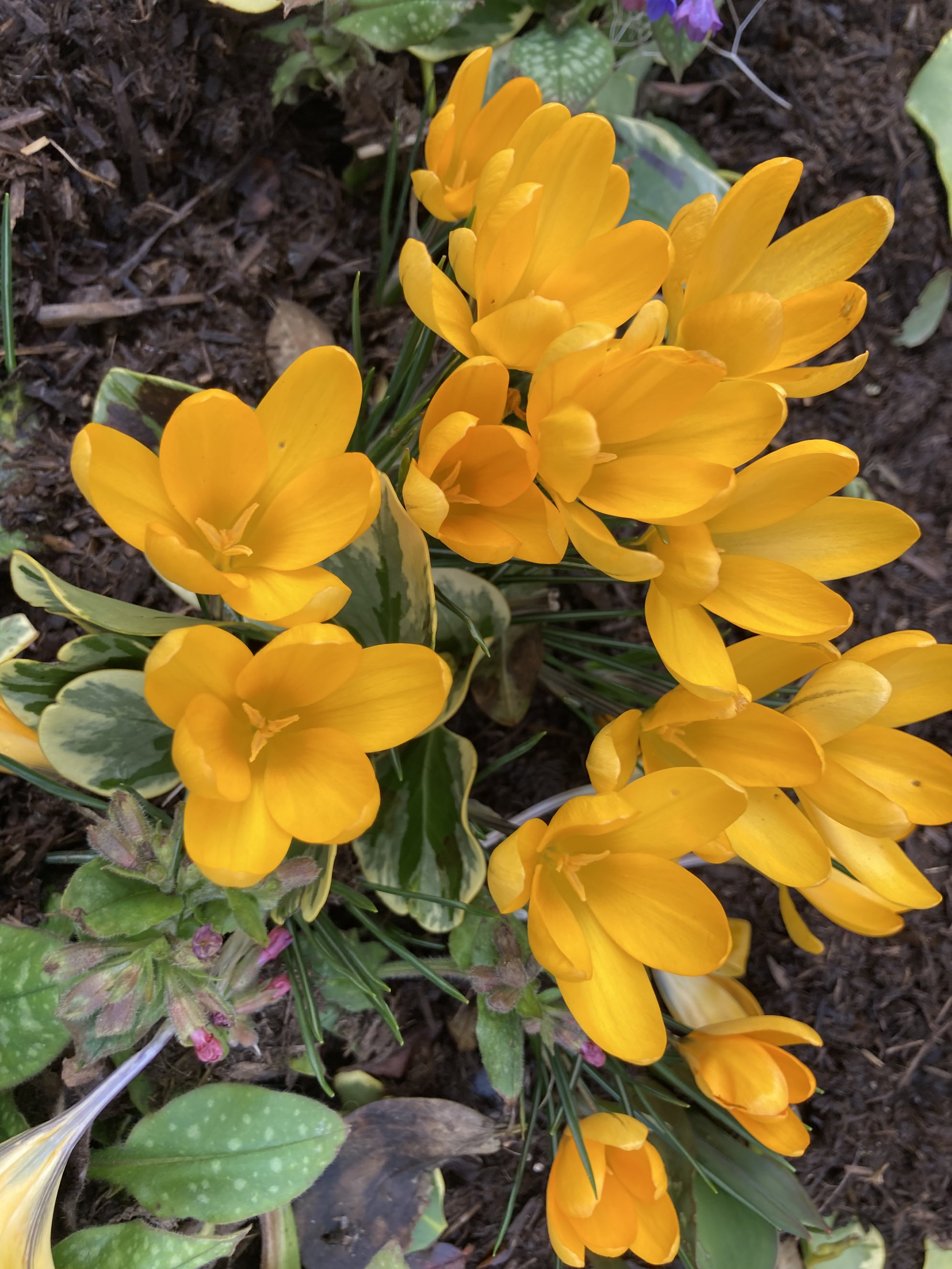 Crocuses