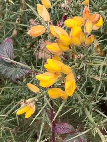 Gorse / Furze