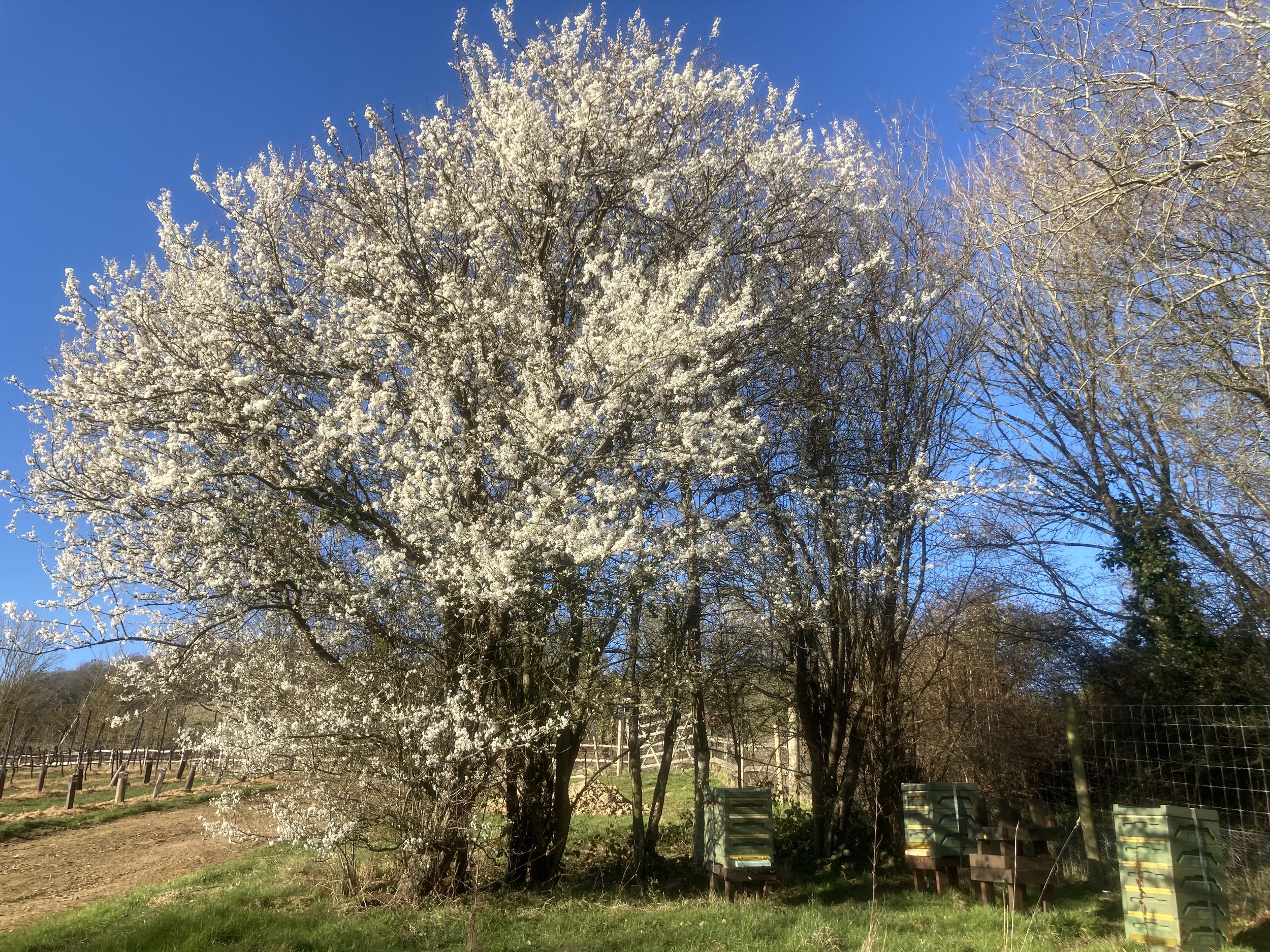 Blackthorn