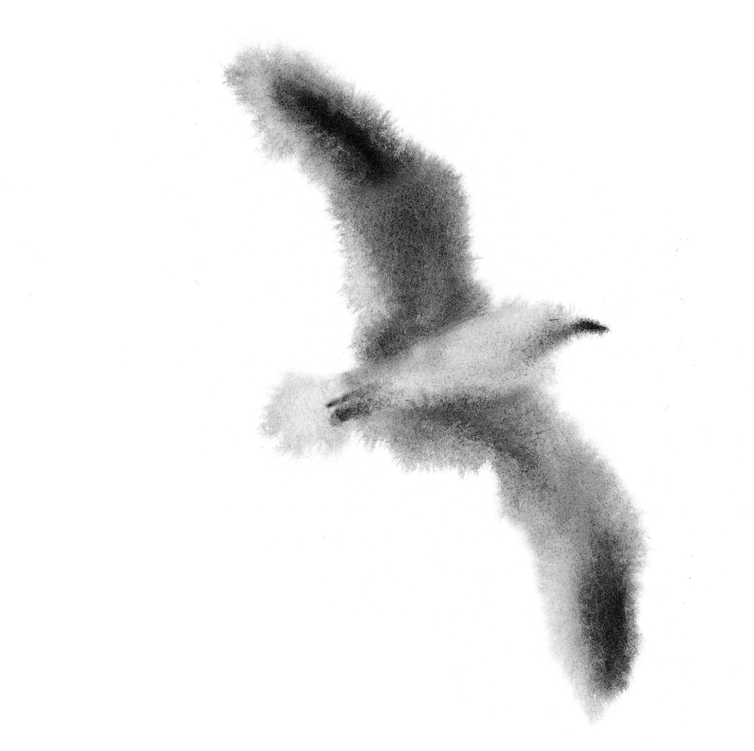 gull.jpg