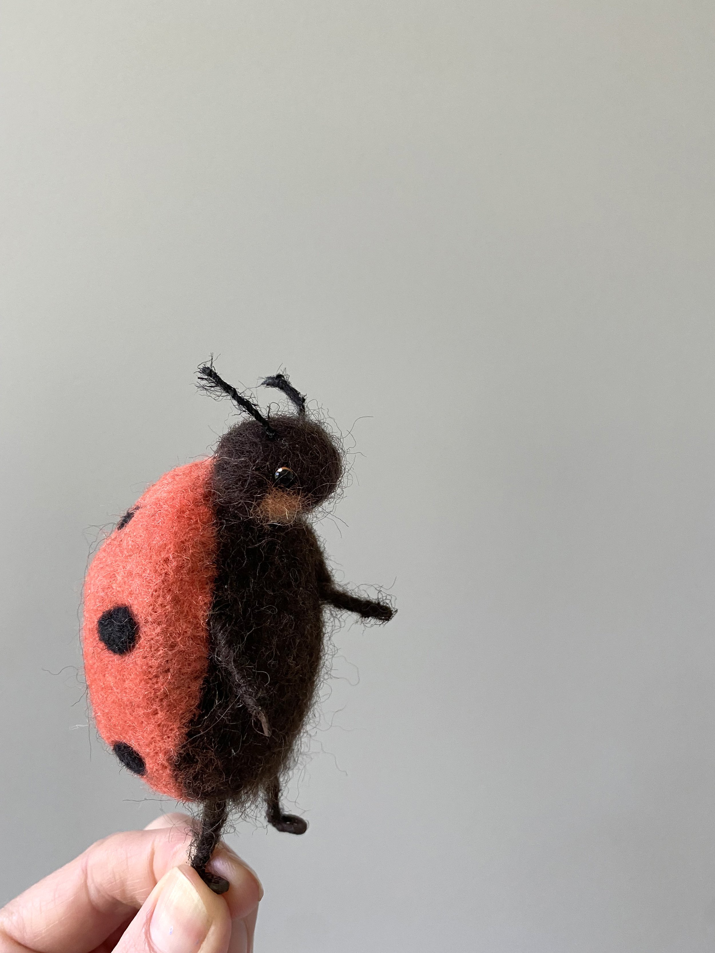 ladybird2.jpeg