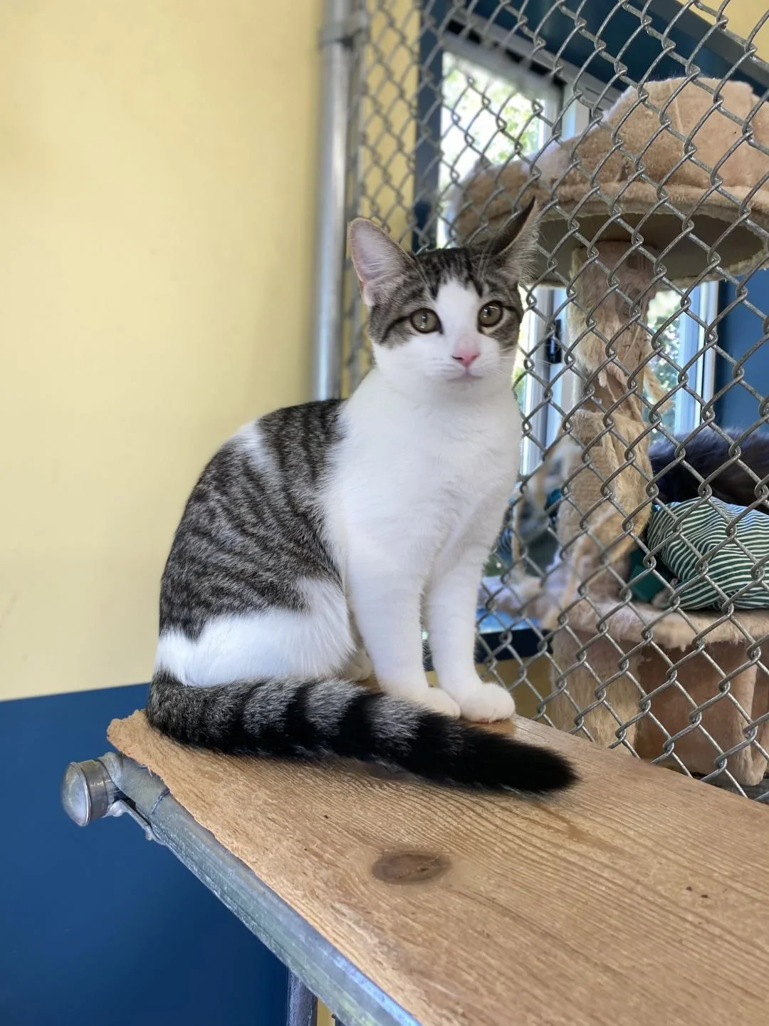 New Hope Pet Rescue