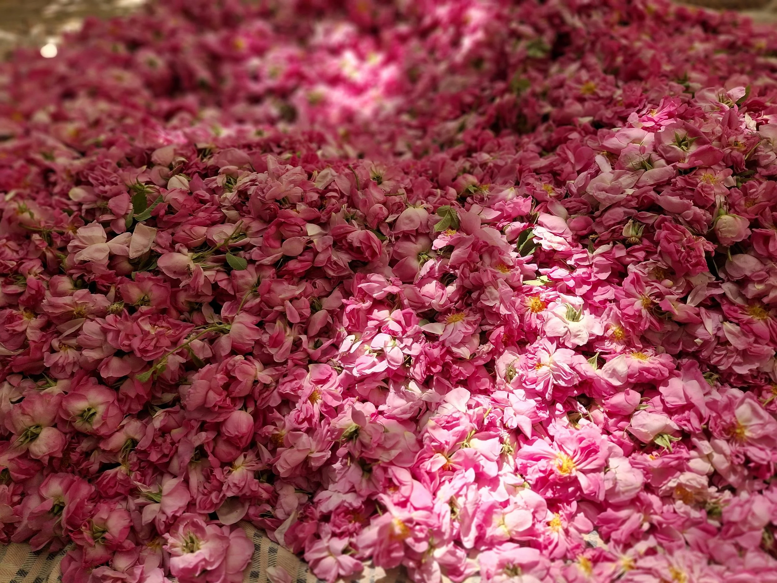 Global Scanning of Natural Ingredients (Valrhona &amp; SOSA)