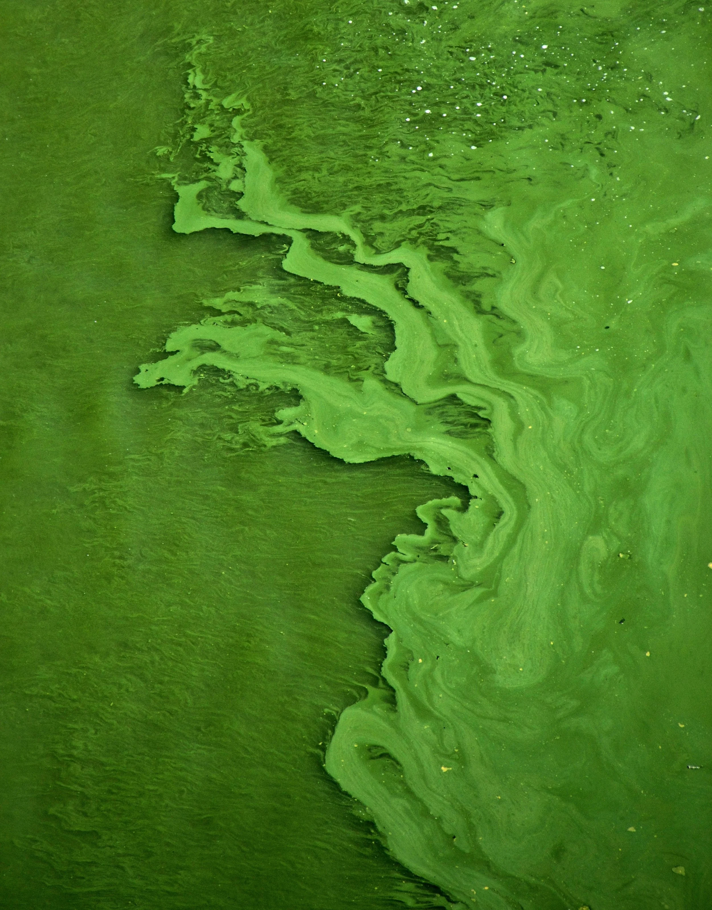Microalgae Market Analysis