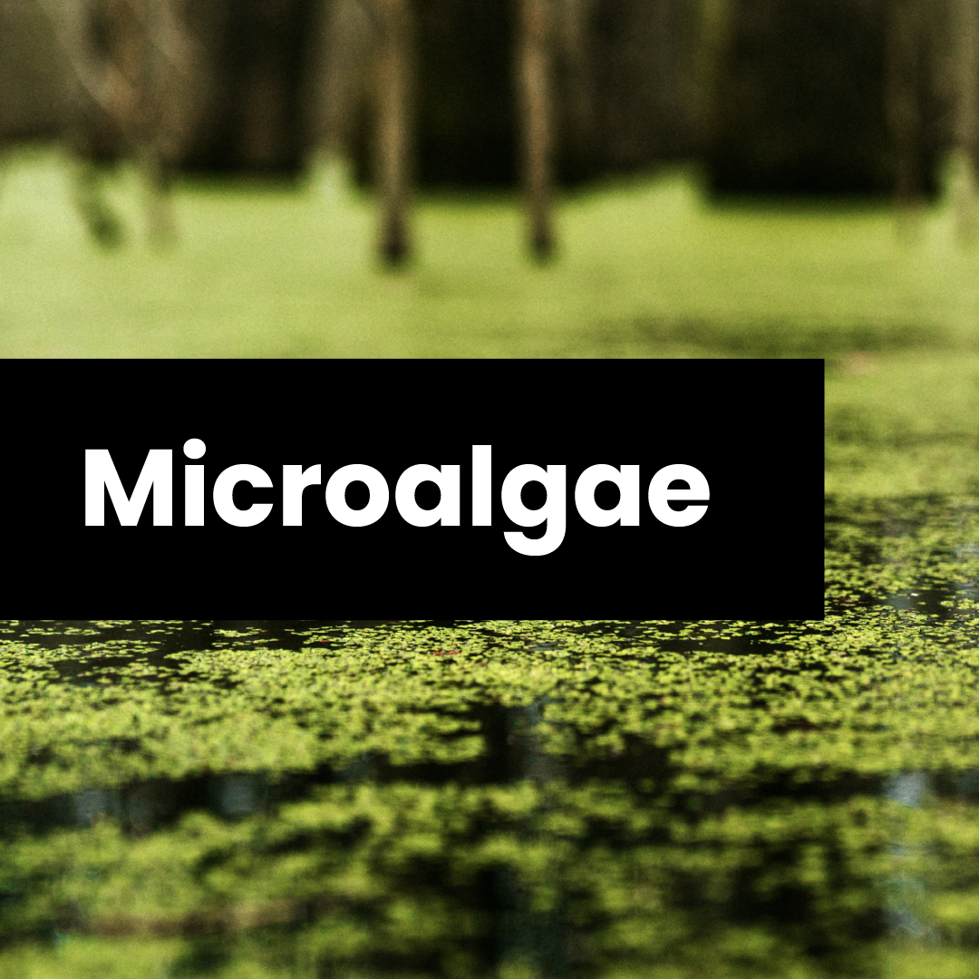 Microalgae_Mesa de trabajo 1.png