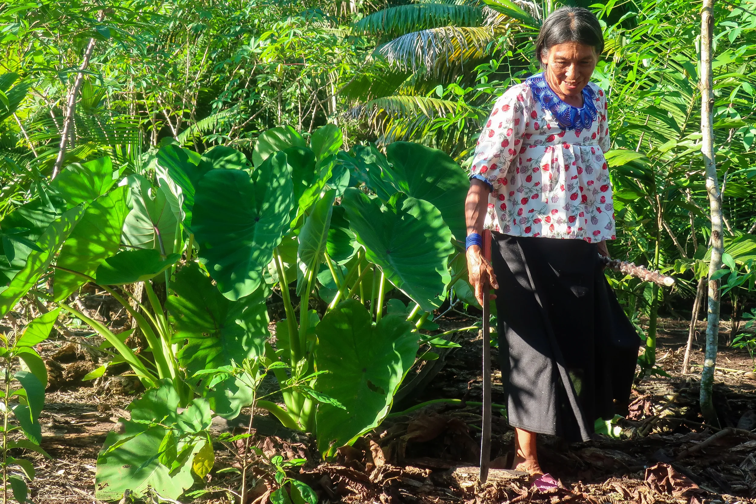 Forests That Feed: Gastronomy as a Thread in the Work of Keeping Forests Standing
