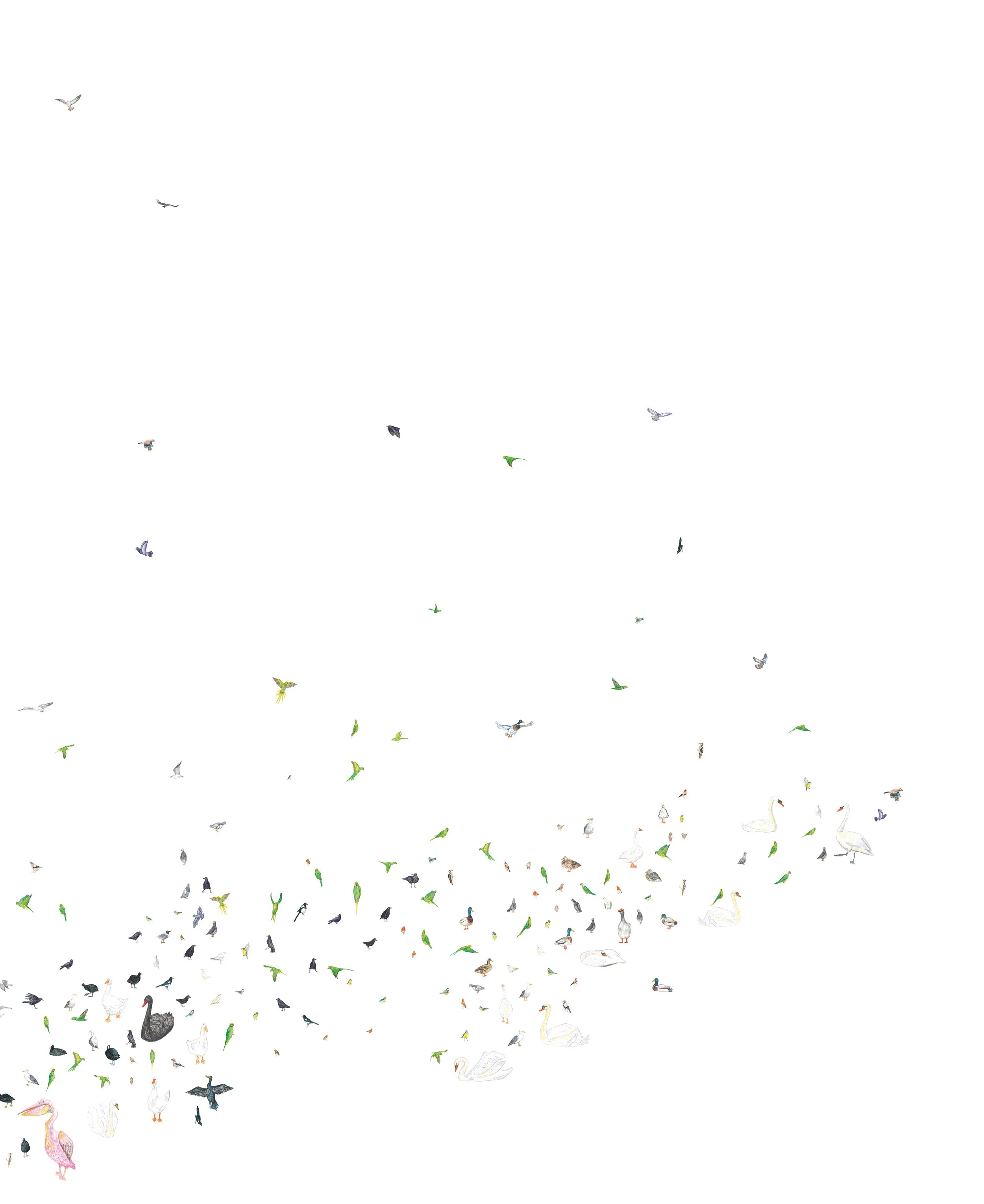 A Year in Birds_03.jpg