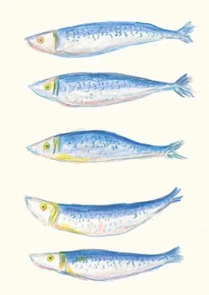 Sardines.jpg