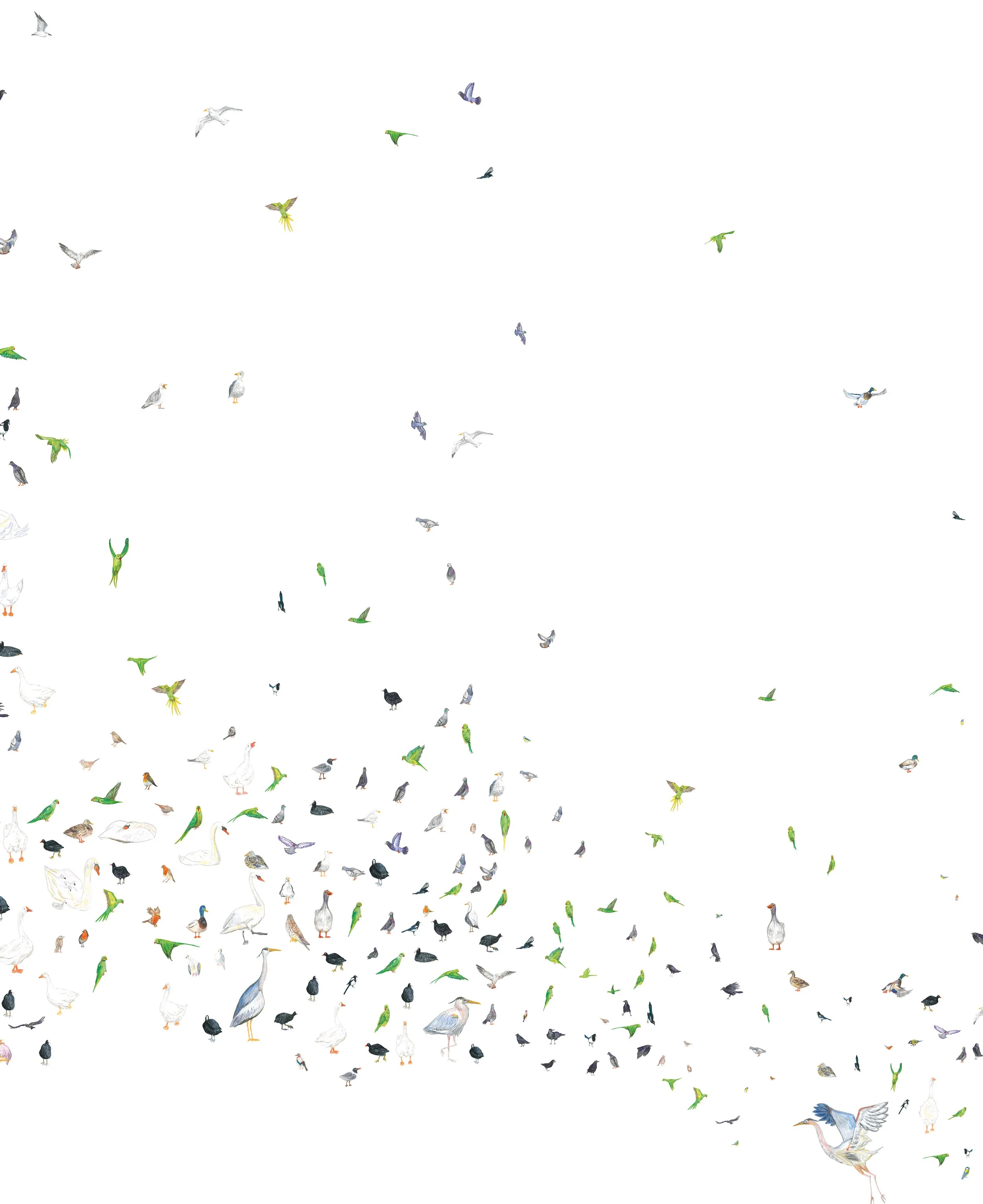 A Year in Birds_02.jpg