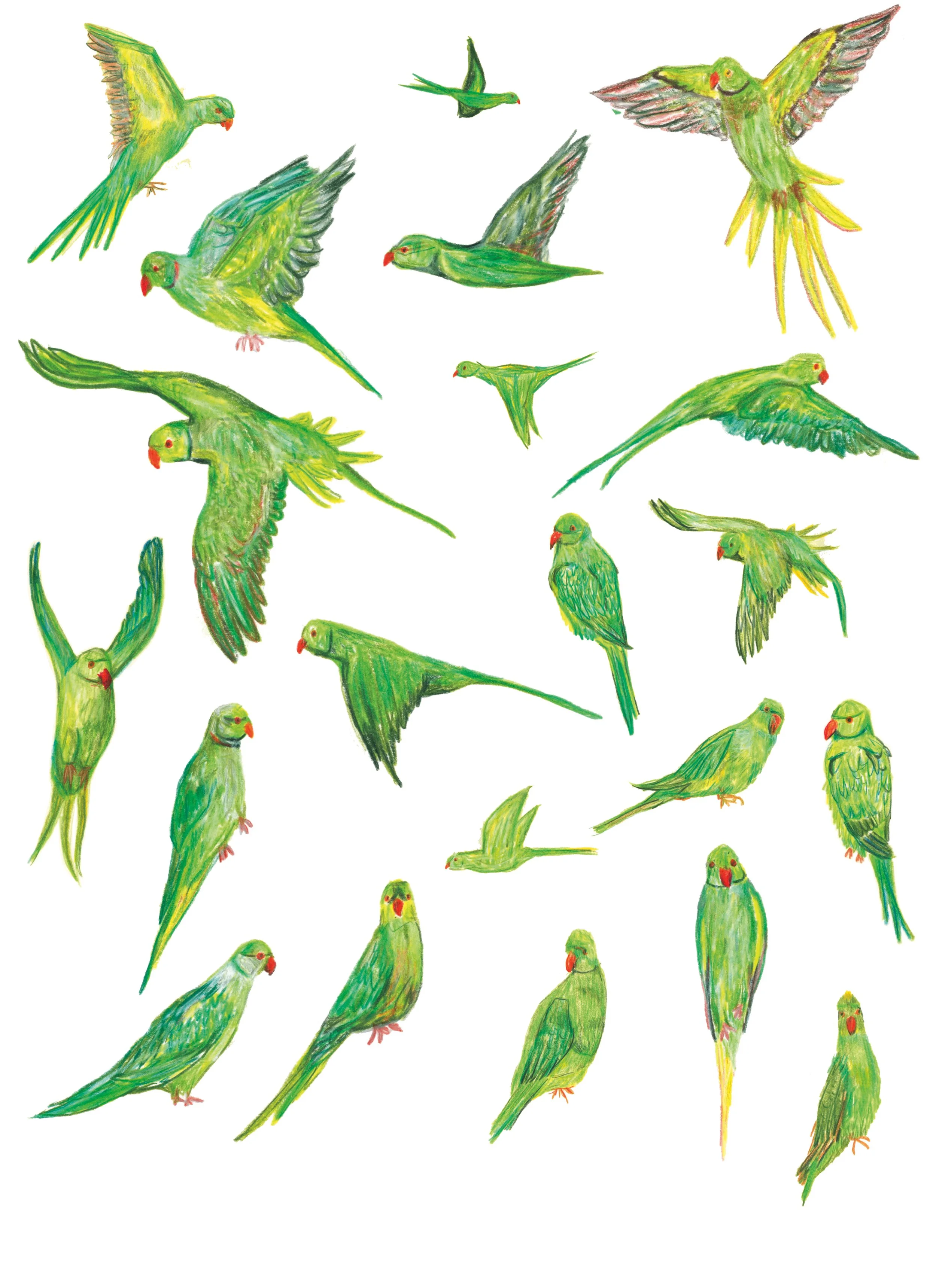 Parakeet - Battersea.jpg