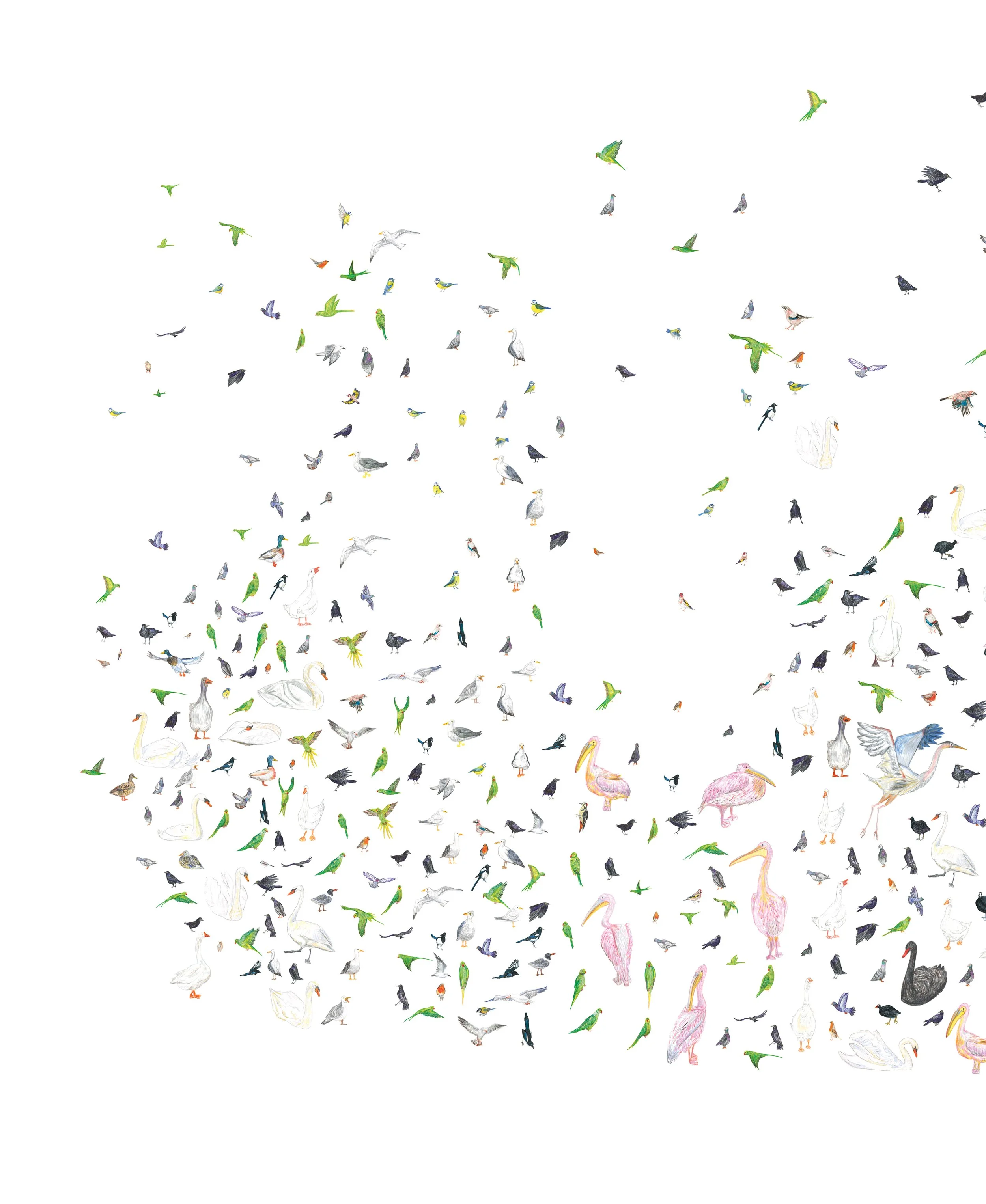 A Year in Birds_01.jpg