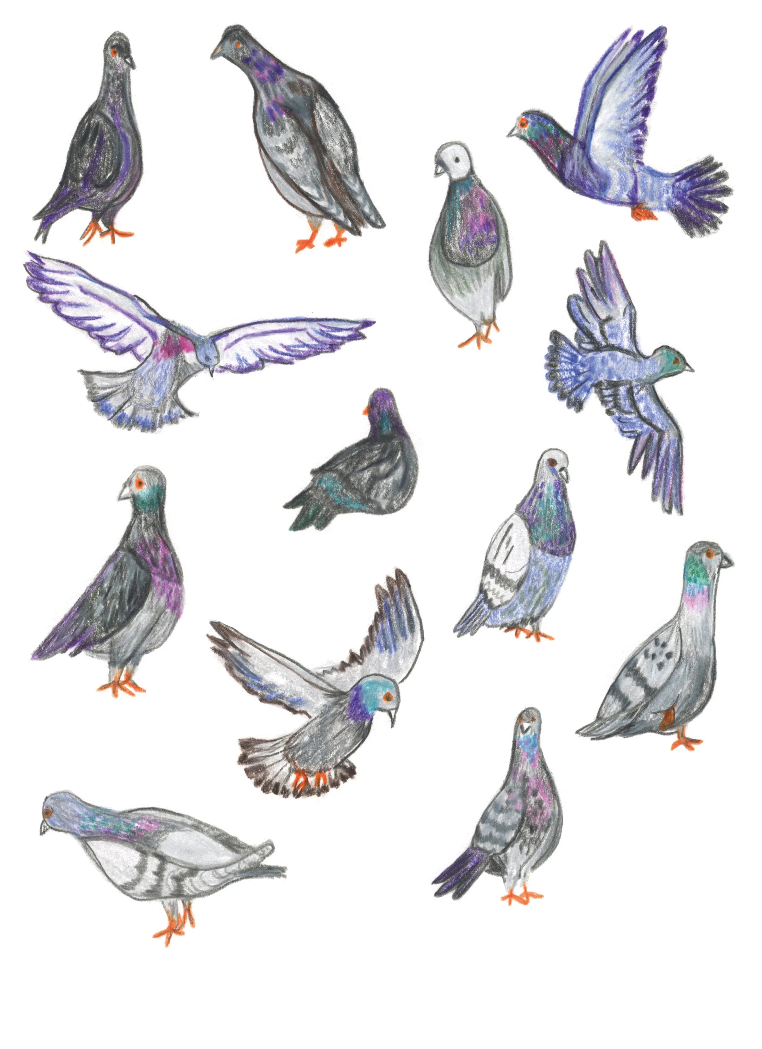 Pigeons - Trafalgar Square.jpg