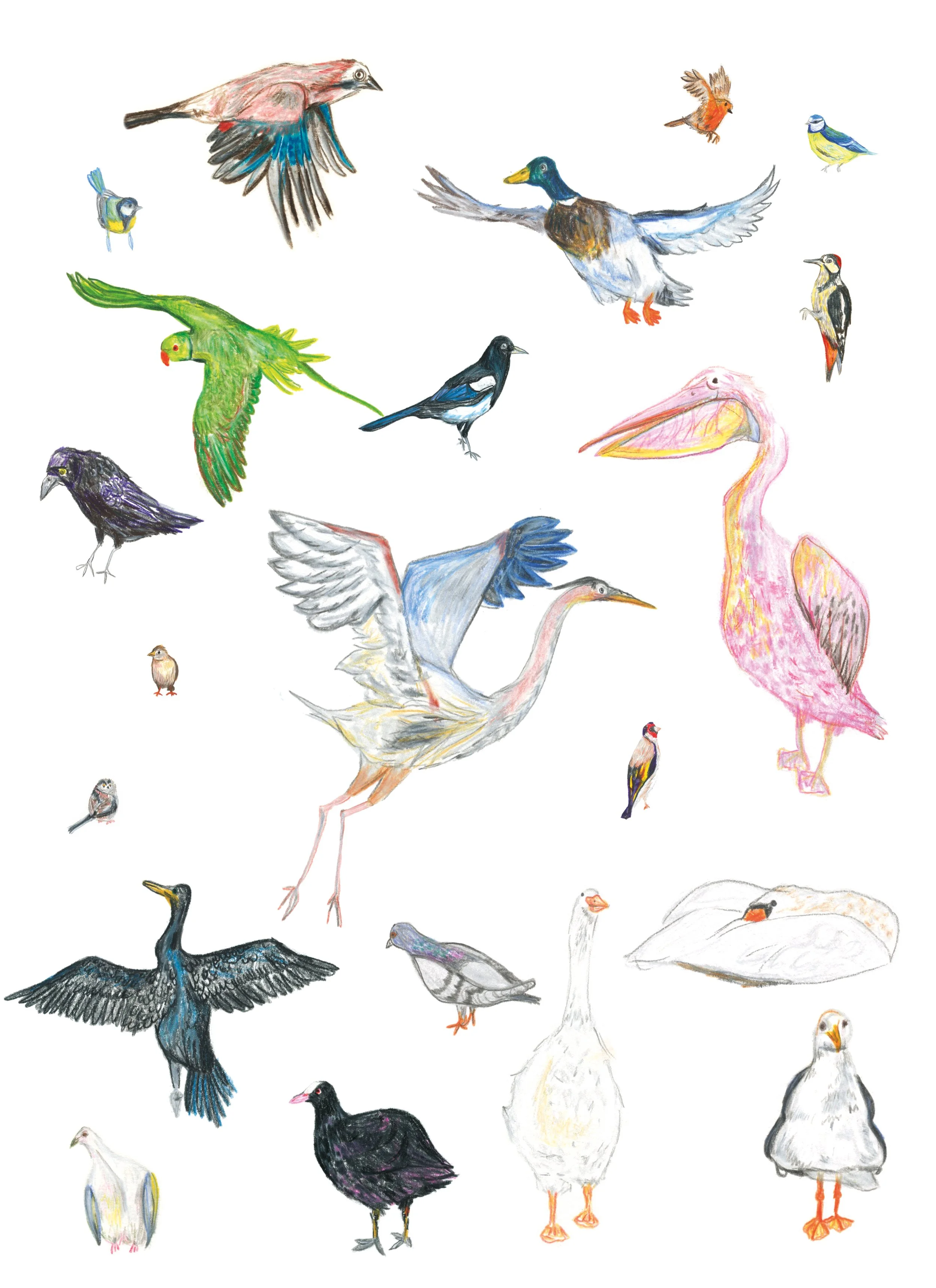 London Birds.jpg