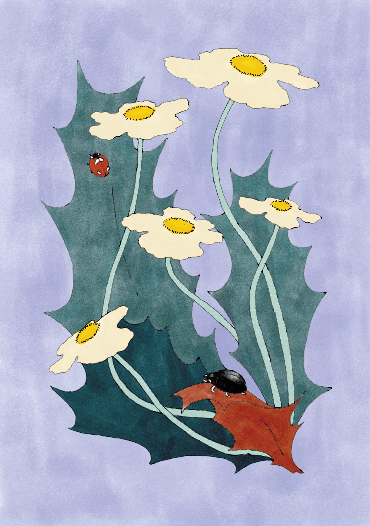 coccinelle