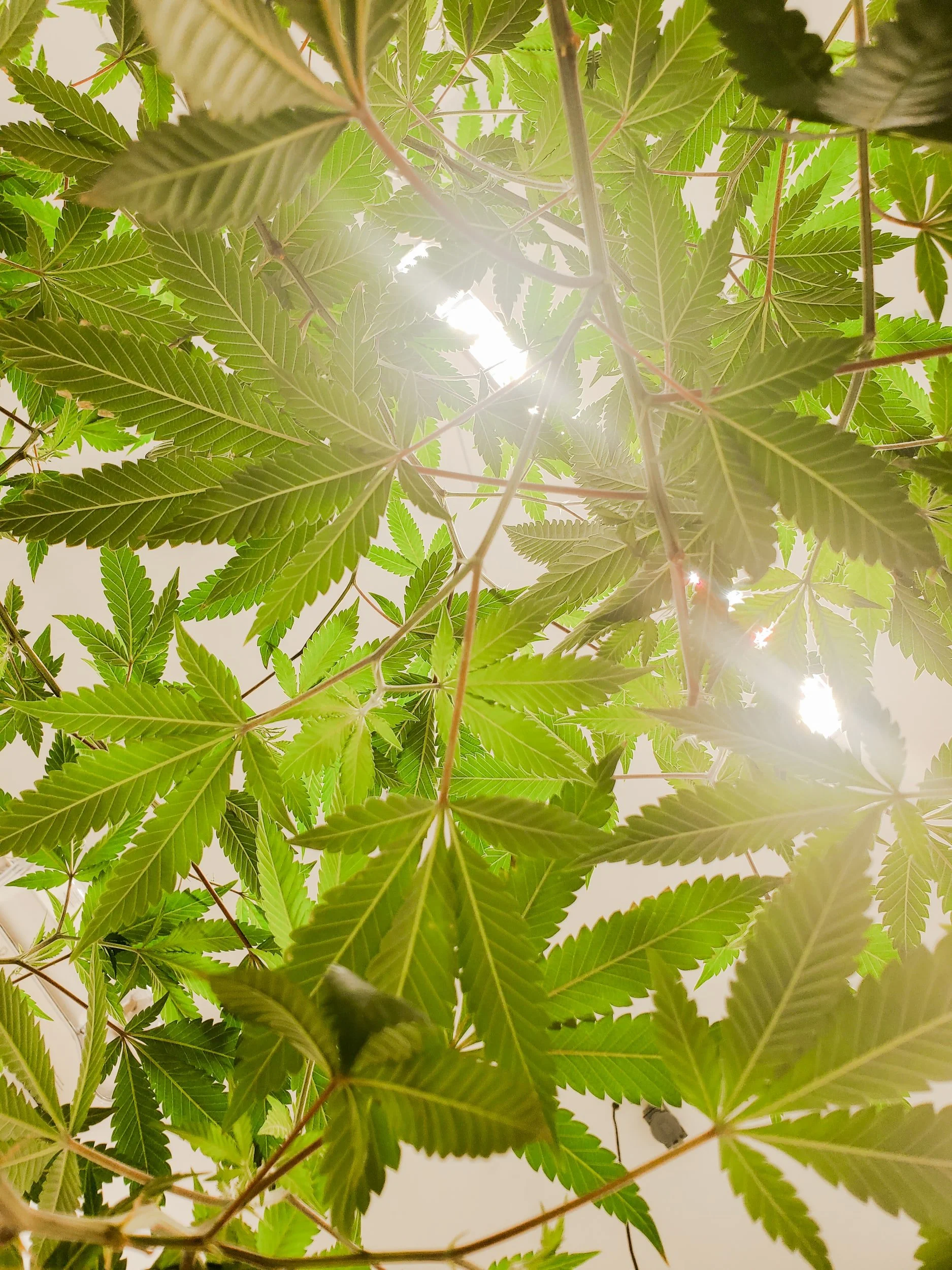 How CBD Oil Helps With Chronic Inflammation &amp; Stress