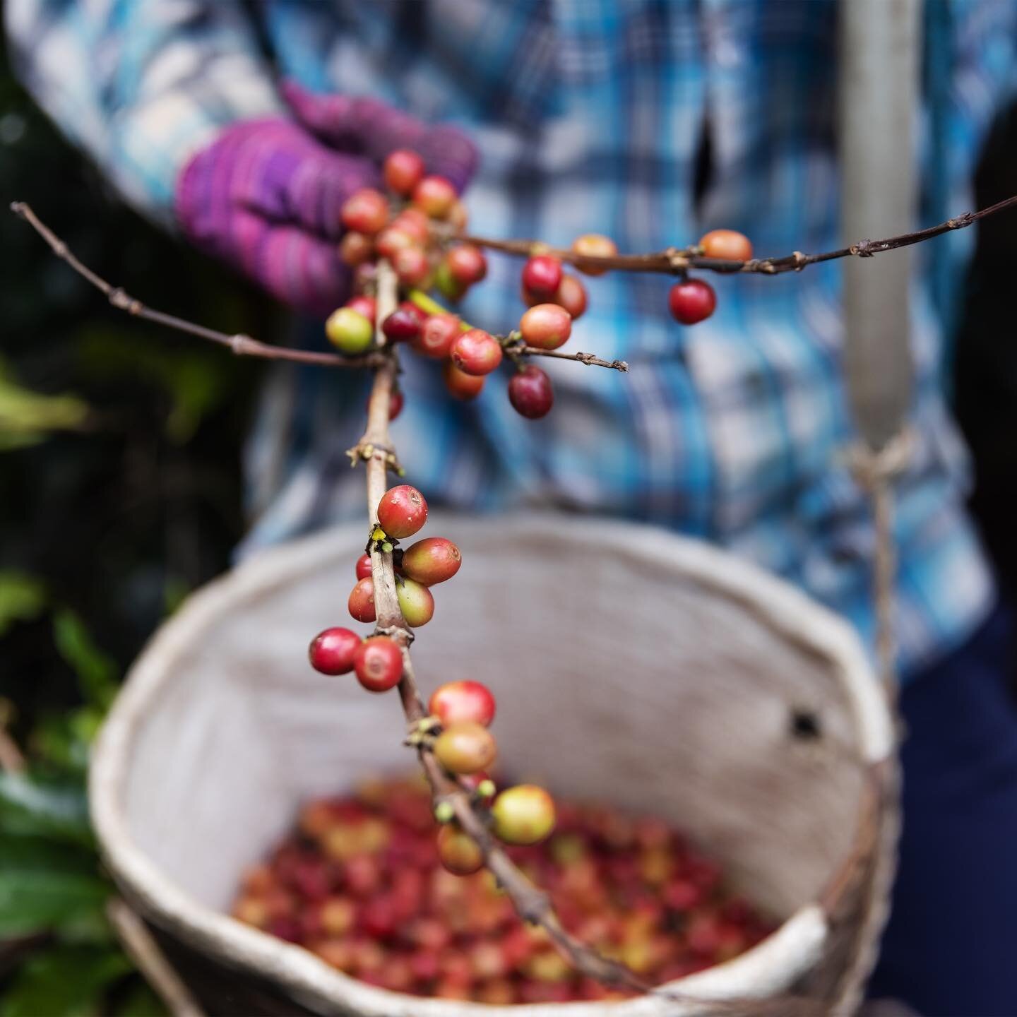 From bean to cup, each delicious cup of coffee is a product of all the amazing people involved in the supply chain creating that brew. 

On Mother&rsquo;s Day, we would like to celebrate our love towards coffee and also the efforts of all the &ldquo;