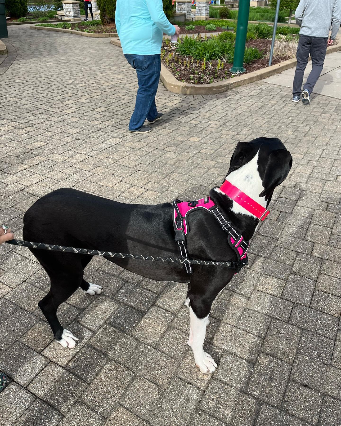 Matilda service dog in training!