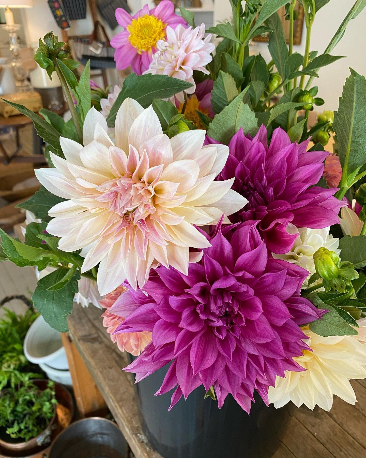 Happy Tuesday!!! Starting the week right with these GORGEOUS dahlias, locally grown by @rooted.vb 💕🤩💕

Come in and see us today! Open 10-4. 

#florist #flowershop #virginiabeach #shoplocal #lovewhatyoudo #findthebeauty #dahlias