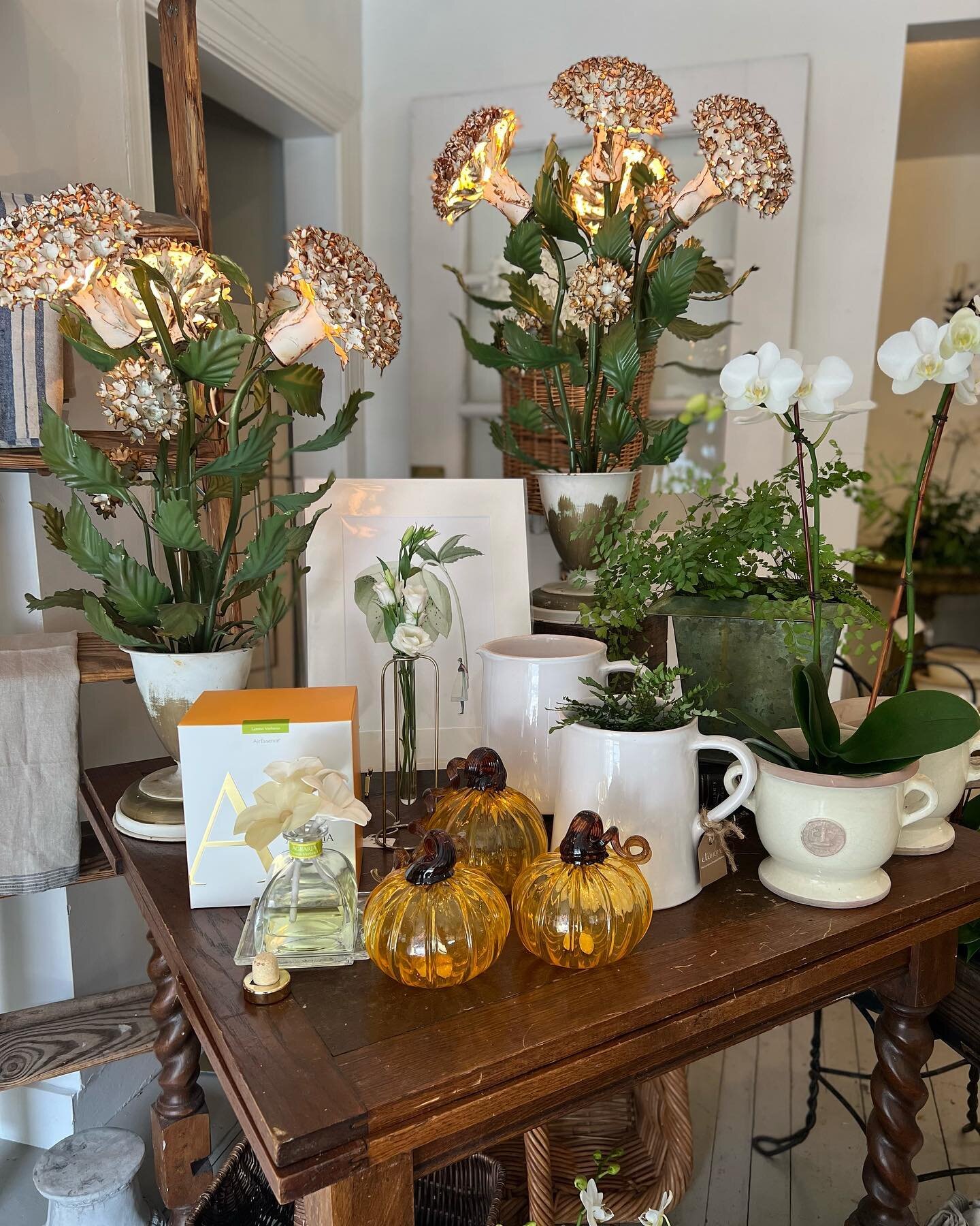 NEW!!! We&rsquo;ve reset our shop for fall and have lots of fun new pieces (and orchids for days!!!) 🤩 Stop in and find something fun for your Thursday! 

Open 10-4

#thewanderingpetal #florist #virginiabeach #shoplocal #herecomesfall #antiques #orc