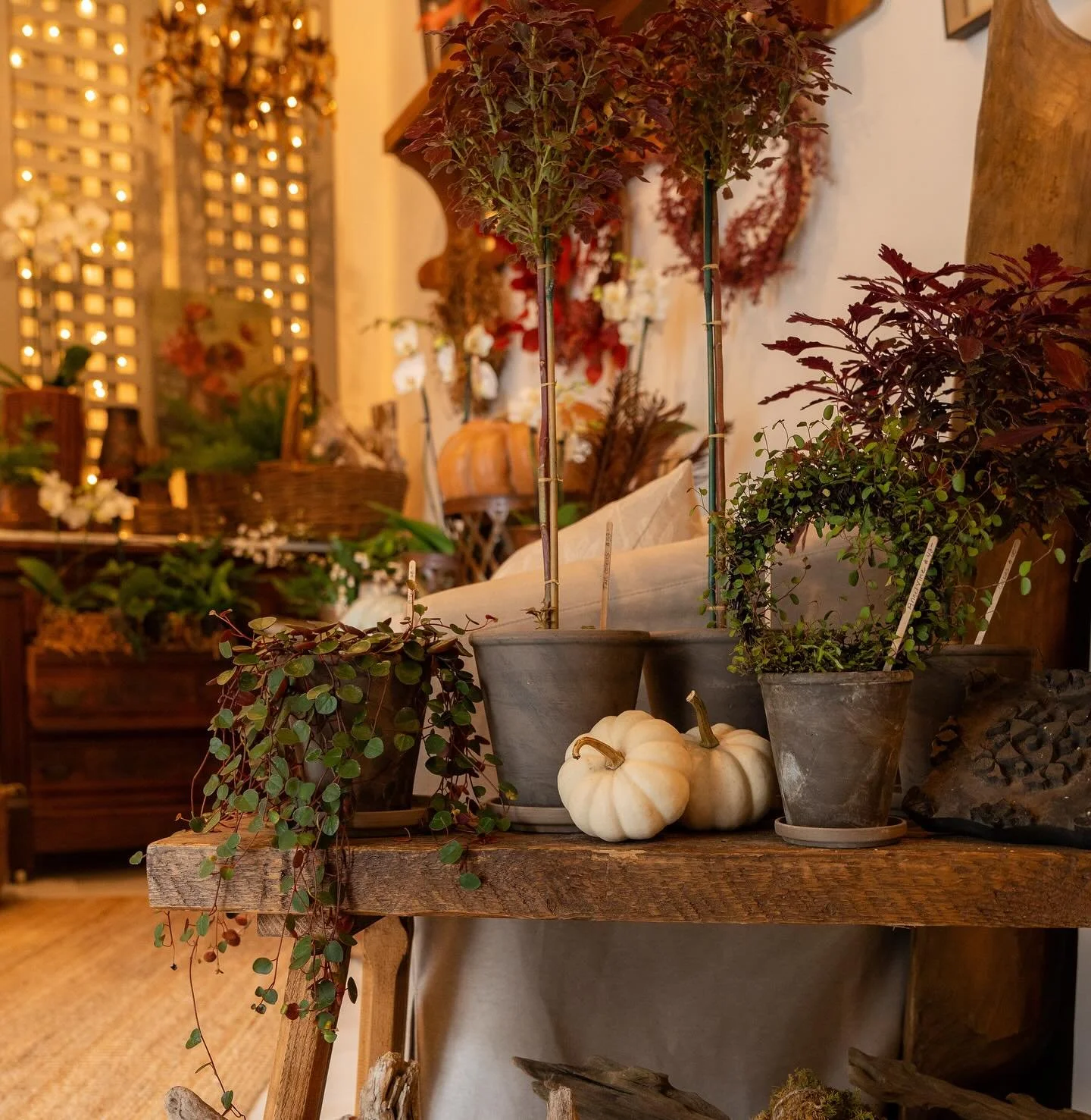 FALL HAS ARRIVED at The Wandering Petal!!!! 🍂🍁🍂 We have topiaries, orchids and so much more!!! We are also stocked up on @prettypalmcandleco candles! Can&rsquo;t wait to CELEBRATE the change of season with you!!!