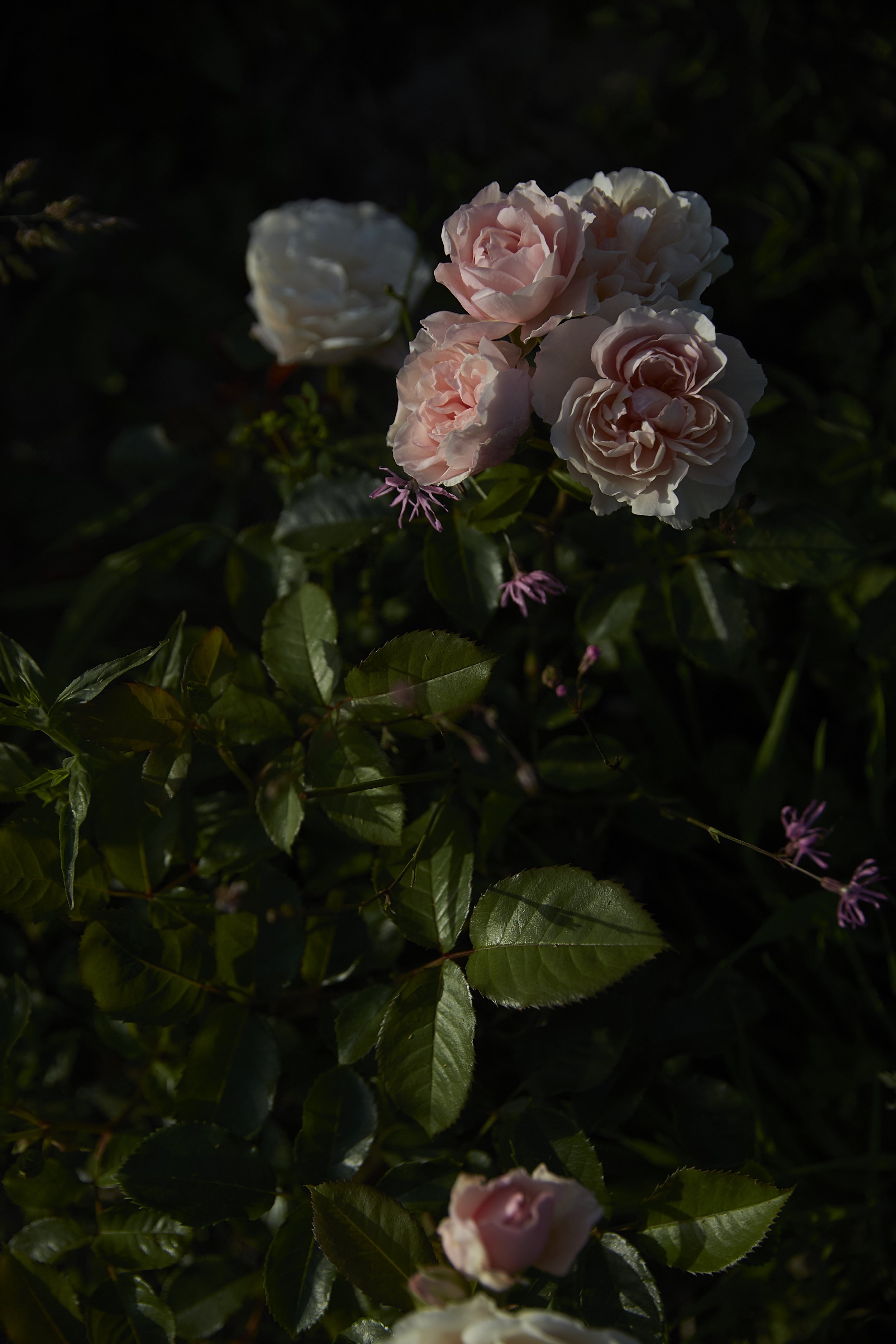 ET8A8212_july1.jpg